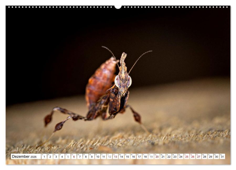 InsideView 4