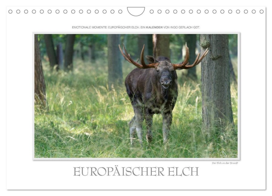 Emotionale Momente: Europäischer Elch. / CH-Version (Wandkalender 2026 DIN A4 quer), CALVENDO Monatskalender - Ingo Gerlach GDT