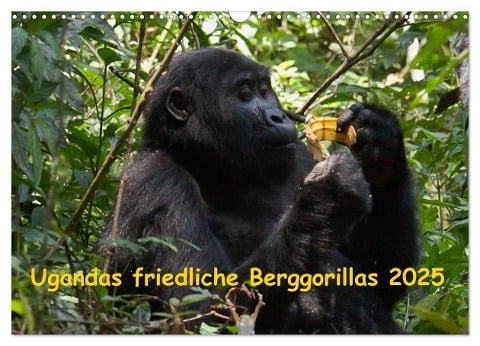 Ugandas friedliche Berggorillas (Wandkalender 2025 DIN A3 quer), CALVENDO Monatskalender - Johanna Krause