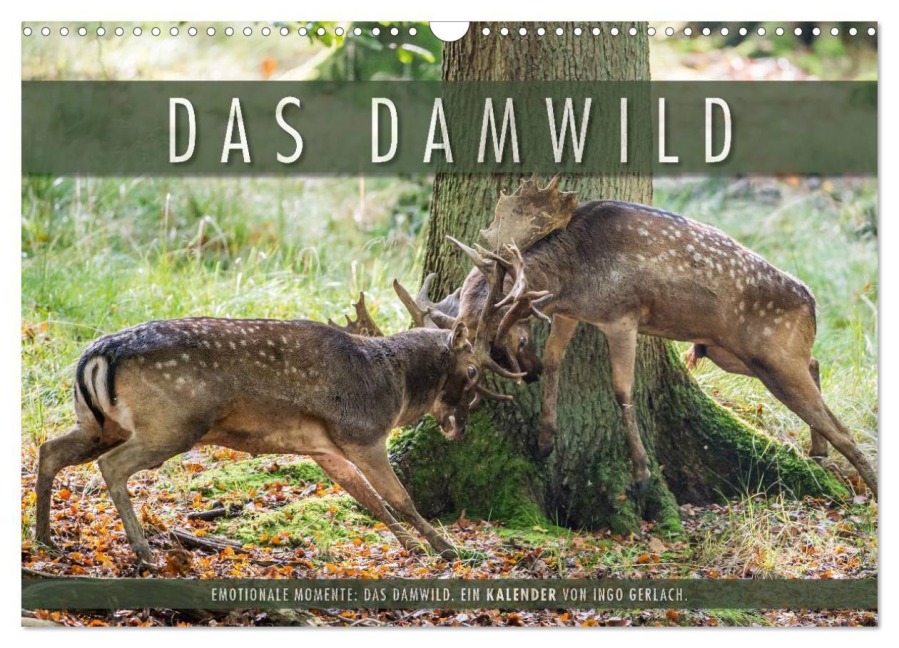 Emotionale Momente: Das Damwild. (Wandkalender 2026 DIN A3 quer), CALVENDO Monatskalender - Ingo Gerlach
