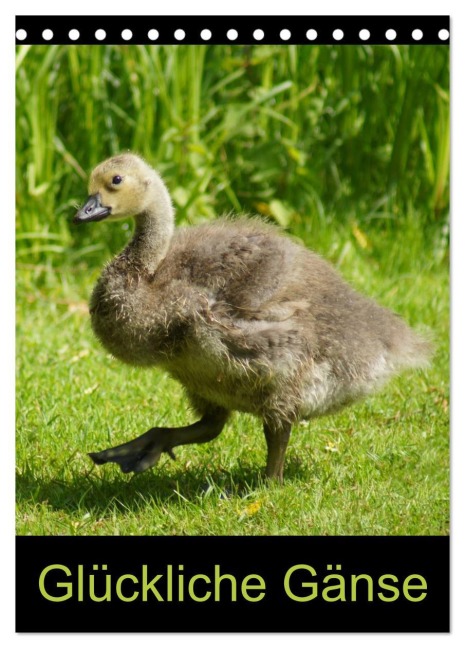 Glückliche Gänse (Tischkalender 2026 DIN A5 hoch), CALVENDO Monatskalender - Kattobello Kattobello