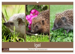 Cover-Bild zum Titel 'Igel 2026. Tierische Impressionen (Wandkalender 2026 DIN A2 quer), CALVENDO Monatskalender' von 'Steffani Lehmann (Hrsg.'