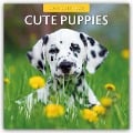 Cute Puppies - Niedliche Hundewelpen 2025 - 16-Monatskalender - Robin Red