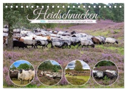 Cover-Bild zum Titel 'Heidschnucken, die prächtigen Schafe der Lüneburger Heide (Tischkalender 2026 DIN A5 quer), CALVENDO Monatskalender' von 'Sandra Lorenzen-Müller'
