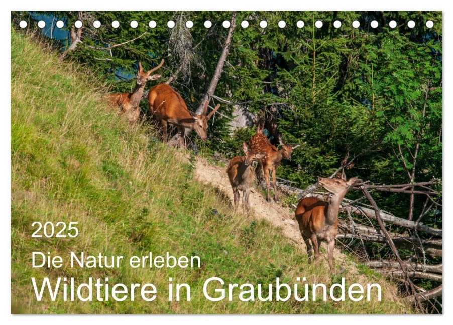 Die Natur erleben - Wildtiere in Graubünden (Tischkalender 2025 DIN A5 quer), CALVENDO Monatskalender - Jürg Plattner