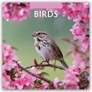 Birds - Vögel 2025 - 16-Monatskalender - Robin Red