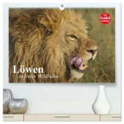 Cover-Bild zum Titel 'Löwen in freier Wildbahn (hochwertiger Premium Wandkalender 2026 DIN A2 quer), Kunstdruck in Hochglanz' von 'Elisabeth Stanzer'