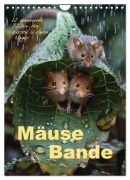 Cover-Bild zum Titel 'Mäusebande (Wandkalender 2026 DIN A4 hoch), CALVENDO Monatskalender' von 'Cathrin Illgen'