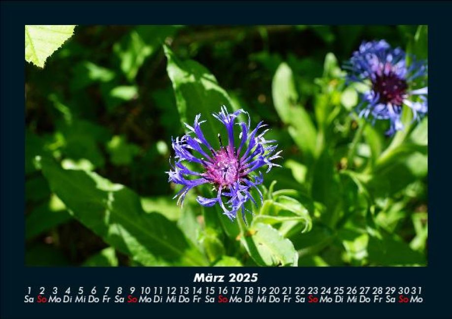 InsideView 7
