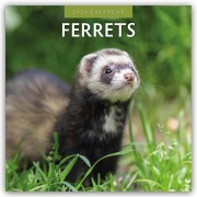 Ferrets - Frettchen 2026 - 16-Monatskalender - Robin Red