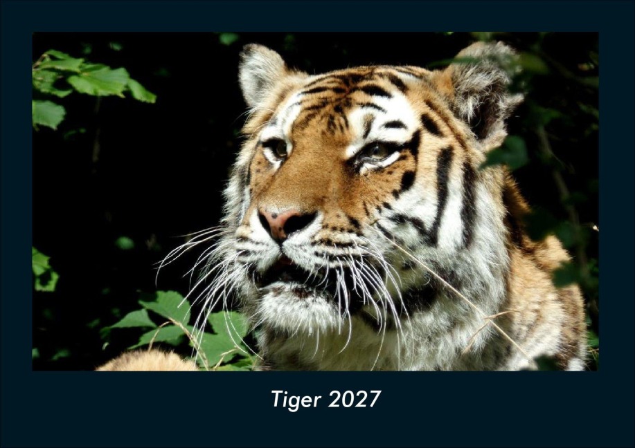Tiger 2027 Fotokalender DIN A4 - Tobias Schmitt, Kevin Heber
