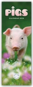 Cover-Bild zum Titel 'Pigs - Ferkel - Schweinchen 2026 - Slimline-Kalender' von 'Carousel Calendar'