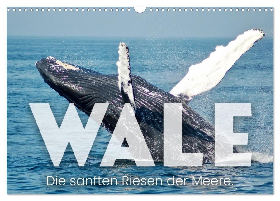 Wale - Die Riesen der Meere. (Wandkalender 2027 DIN A3 quer), CALVENDO Monatskalender - Sf
