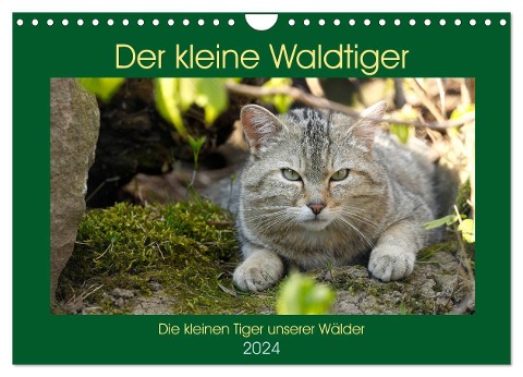Der kleine Waldtiger (Wandkalender 2024 DIN A4 quer), CALVENDO Monatskalender - Roland Brack