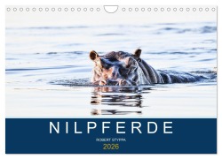 Nilpferde, Kolosse in Afrika (Wandkalender 2026 DIN A4 quer), CALVENDO Monatskalender - Robert Styppa