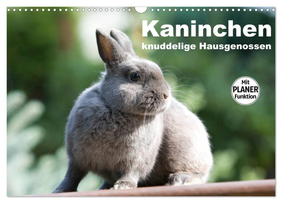 Kaninchen - knuddelige Hausgenossen (Wandkalender 2026 DIN A3 quer), CALVENDO Monatskalender - Fotodesign Verena Scholze