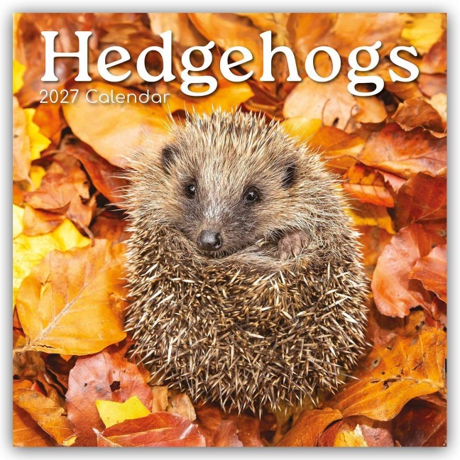 Hedgehogs - Igel 2027 - 16-Monatskalender - The Gifted