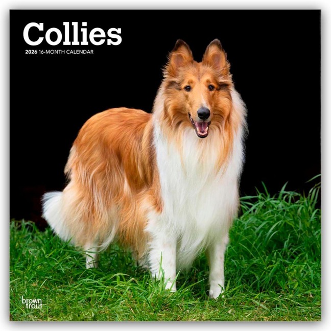 Collies - Langhaarcollie 2026 - 16-Monatskalender - Browntrout Publishers