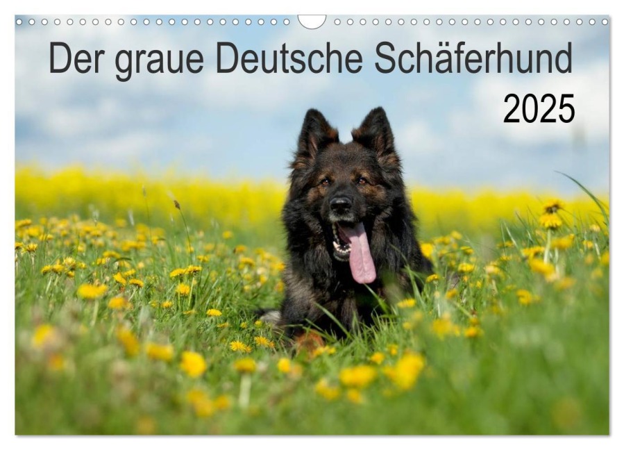 Der graue Deutsche Schäferhund (Wandkalender 2025 DIN A3 quer), CALVENDO Monatskalender - Petra Schiller