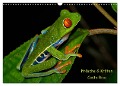Frösche & Kröten Costa Rica (Wandkalender 2024 DIN A3 quer), CALVENDO Monatskalender - Stefan Dummermuth