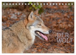 Cover-Bild zum Titel 'Begegnungen DER WOLF (Tischkalender 2026 DIN A5 quer), CALVENDO Monatskalender' von 'Gugigei Gugigei'