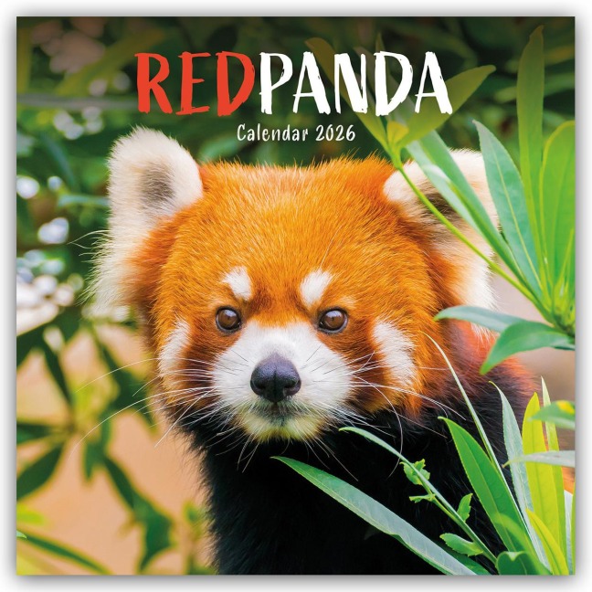 Red Panda - Rote Pandas - Rote Pandabären 2026 - Wand-Kalender - Carousel Calendar