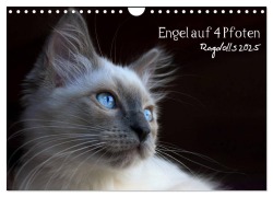 Engel auf 4 Pfoten - Ragdolls 2025 (Wandkalender 2025 DIN A4 quer), CALVENDO Monatskalender - Marion Reiß - Seibert