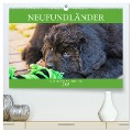 Neufundländer - Alle fangen mal klein an (hochwertiger Premium Wandkalender 2025 DIN A2 quer), Kunstdruck in Hochglanz - Sigrid Starick