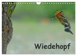 Cover-Bild zum Titel 'Wiedehopf (Wandkalender 2026 DIN A4 quer), CALVENDO Monatskalender' von 'Gerald Wolf'