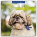 Shih Tzu 2025 - 16-Monatskalender - 