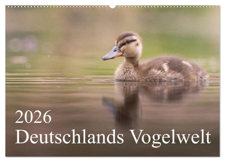 Deutschlands Vogelwelt (Wandkalender 2026 DIN A2 quer), CALVENDO Monatskalender - Thies Wiechert