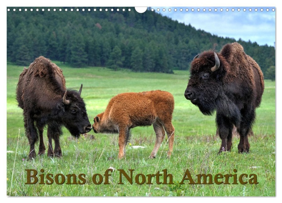 Bisons of North America (Wall Calendar 2026 DIN A3 landscape), CALVENDO 12 Month Wall Calendar - Dieter Wilczek