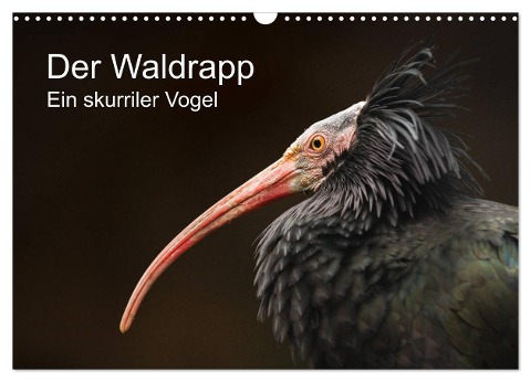 Der Waldrapp - Ein skurriler Vogel (Wandkalender 2025 DIN A3 quer), CALVENDO Monatskalender - Cloudtail The Snow Leopard