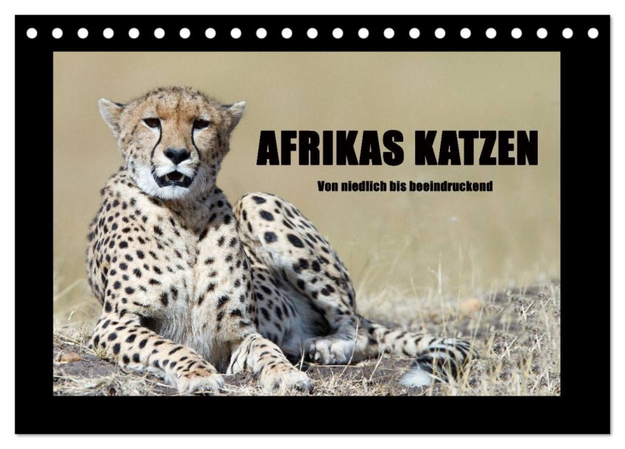Afrikas Katzen (Tischkalender 2026 DIN A5 quer), CALVENDO Monatskalender - Angelika Stern