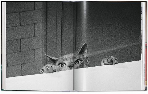 InsideView 12