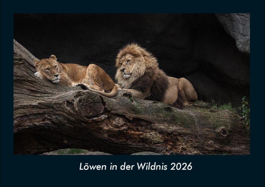 Löwen in der Wildnis 2026 Fotokalender DIN A4 - Tobias Becker