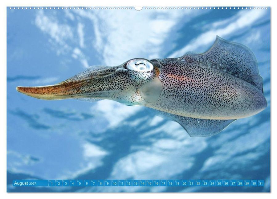 InsideView 13