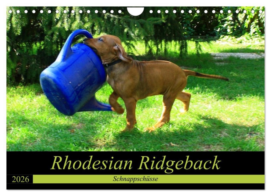 Rhodesian Ridgeback - Schnappschüsse - (Wandkalender 2026 DIN A4 quer), CALVENDO Monatskalender - Dagmar Behrens