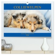 Colliewelpen - kleine Collies erobern die Welt (hochwertiger Premium Wandkalender 2026 DIN A2 quer), Kunstdruck in Hochglanz - Sigrid Starick