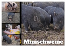 Faszination Minischweine (Wandkalender 2026 DIN A2 quer), CALVENDO Monatskalender - Babett Paul - Babetts Bildergalerie