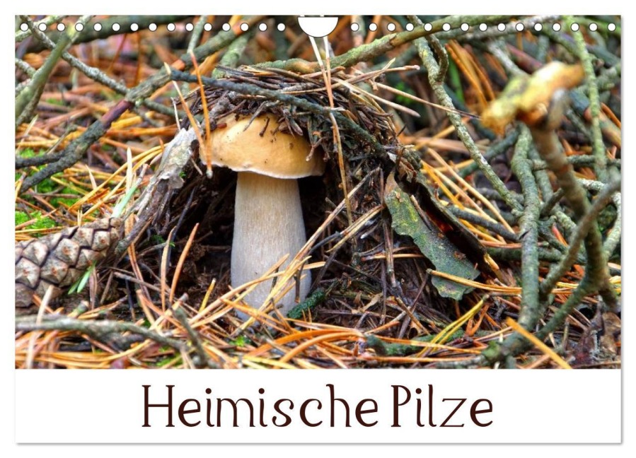 Heimische Pilze (Wandkalender 2026 DIN A4 quer), CALVENDO Monatskalender - LianeM LianeM