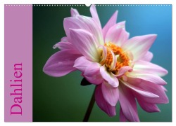 Dahlien (Wandkalender 2025 DIN A2 quer), CALVENDO Monatskalender - Sabine Menz