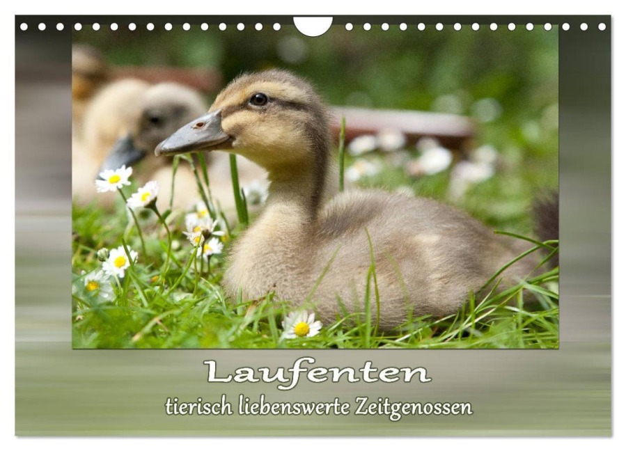 Laufenten - tierisch liebenswerte Zeitgenossen (Wandkalender 2027 DIN A4 quer), CALVENDO Monatskalender - Wiebke Storm