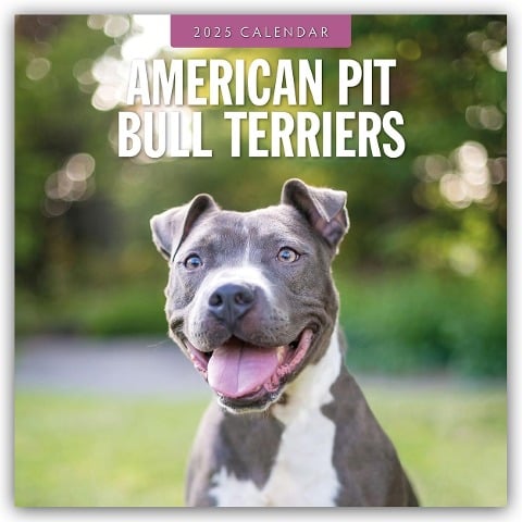 American Pit Bull Terriers - American Pit Bull Terrier 2025 - 16-Monatskalender - 