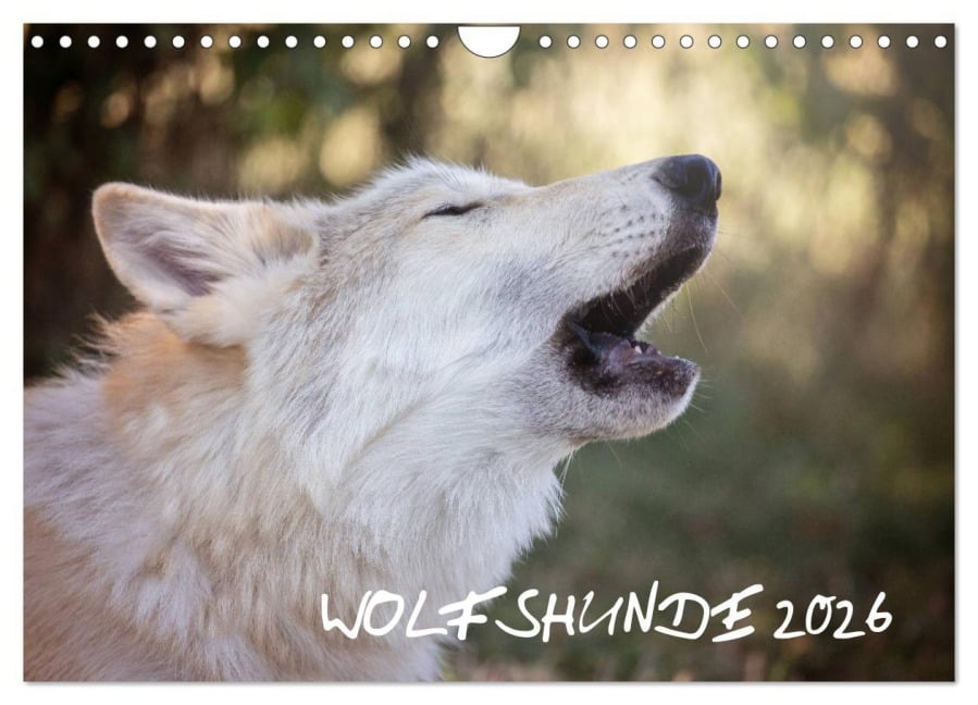 Wolfshunde 2026 (Wandkalender 2026 DIN A4 quer), CALVENDO Monatskalender - ARTness Photographie
