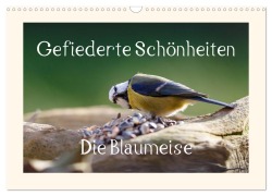 Gefiederte Schönheiten - Die Blaumeise (Wandkalender 2025 DIN A3 quer), CALVENDO Monatskalender - Rolf Pötsch