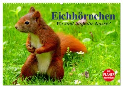 Eichhörnchen. Wo sind bloß die Nüsse? (Wandkalender 2025 DIN A2 quer), CALVENDO Monatskalender - Elisabeth Stanzer