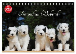 Cover-Bild zum Titel 'Traumhund Bobtail (Tischkalender 2026 DIN A5 quer), CALVENDO Monatskalender' von 'Sigrid Starick'