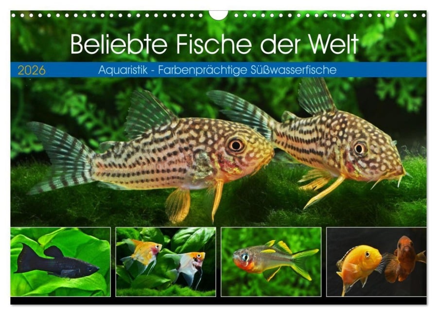 Beliebte Fische der Welt (Wandkalender 2026 DIN A3 quer), CALVENDO Monatskalender - Rudolf Pohlmann