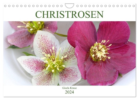 Christrosen (Wandkalender 2024 DIN A4 quer), CALVENDO Monatskalender - Gisela Kruse